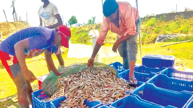 రొయ్య.. అధరహో!