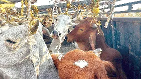 అక్కడ కఠినం.. ఇక్కడ చోద్యం!