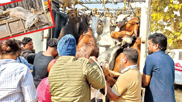 వ్యాన్‌లో కుక్కి.. తాళ్లతో కట్టి..