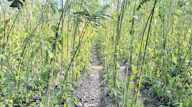 తమలపాకు రైతు ఖుషీ