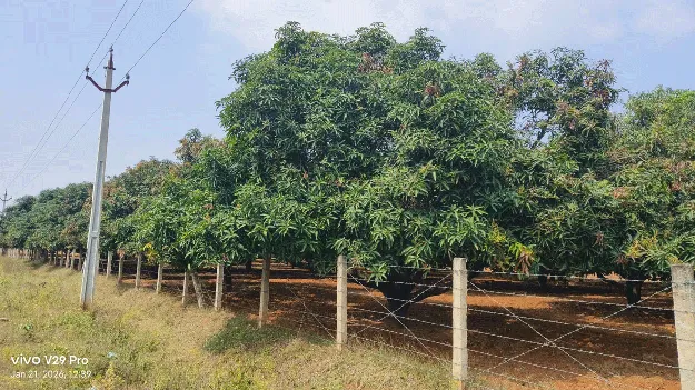 కల్తీపురుగు మందులకు కళ్లెమేదీ?