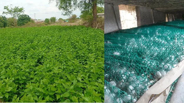   ఏటా తగ్గుతున్న ‘పట్టు’ సాగువిస్తీర్ణం