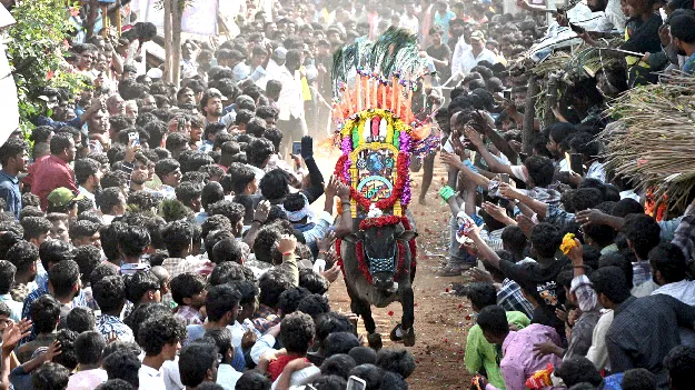 కోడెద్దుల జోరు