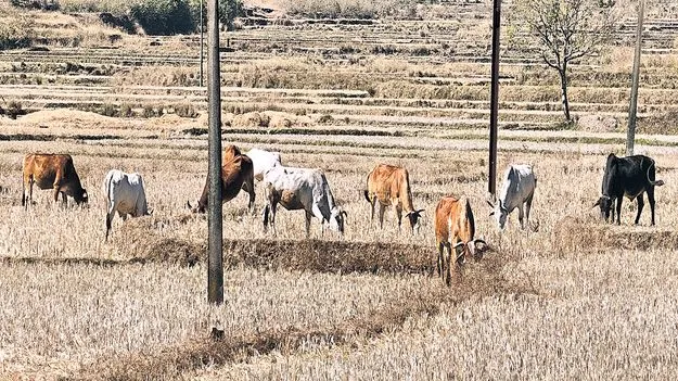 రబీ సాగుకు నీరేది? 