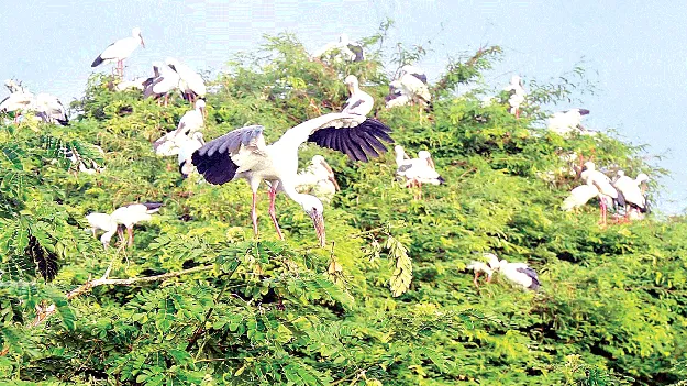 విదేశీ పక్షులు విలవిల 