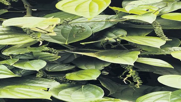 విరగ్గాసిన మిరియాలు 