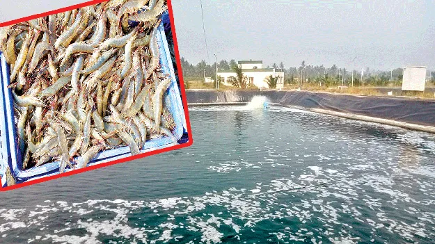 మూలపొలంలో ఆక్వా అదుర్స్‌