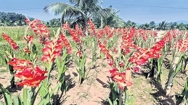 విరబూసిన గ్లాడియోలస్‌