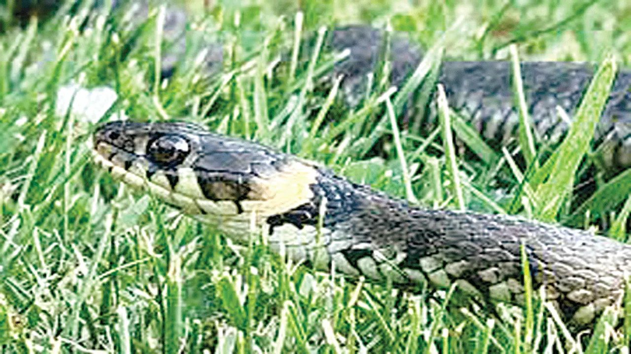 Oh snake! అమ్మో పాము!