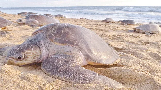 తాబేళ్లు.. విలవిల