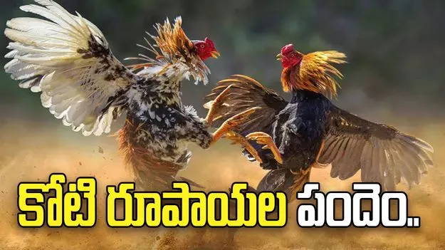 Cock Fighting: కృష్ణా జిల్లాలో సంచలనం.. కోటి రూపాయల కోడి పందెం..