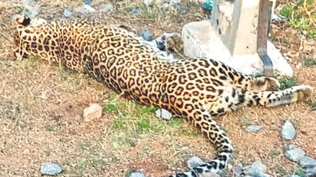  రైలు ఢీకొని చిరుత మృతి 