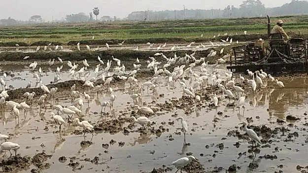 కొంగలు.. కనువిందు!