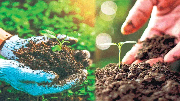 చేద్దాం.. సహజ సేద్యం