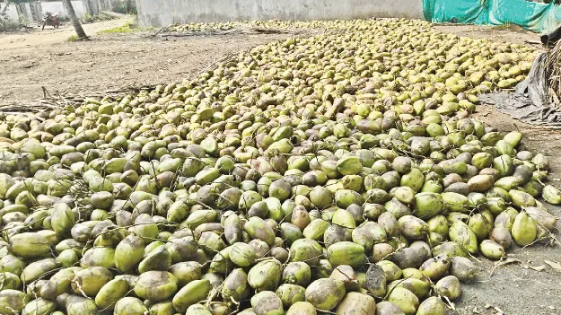 కొబ్బరి దోబూచులాట..!