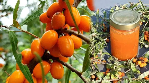 మోదీ తినమన్న పండు ఇదే