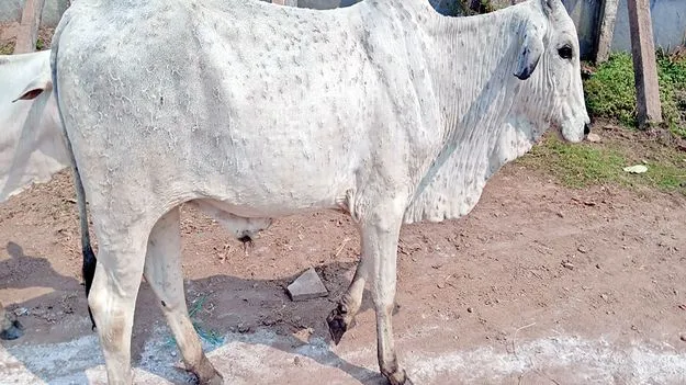 భయపెడుతున్న లంపిస్కిన్‌