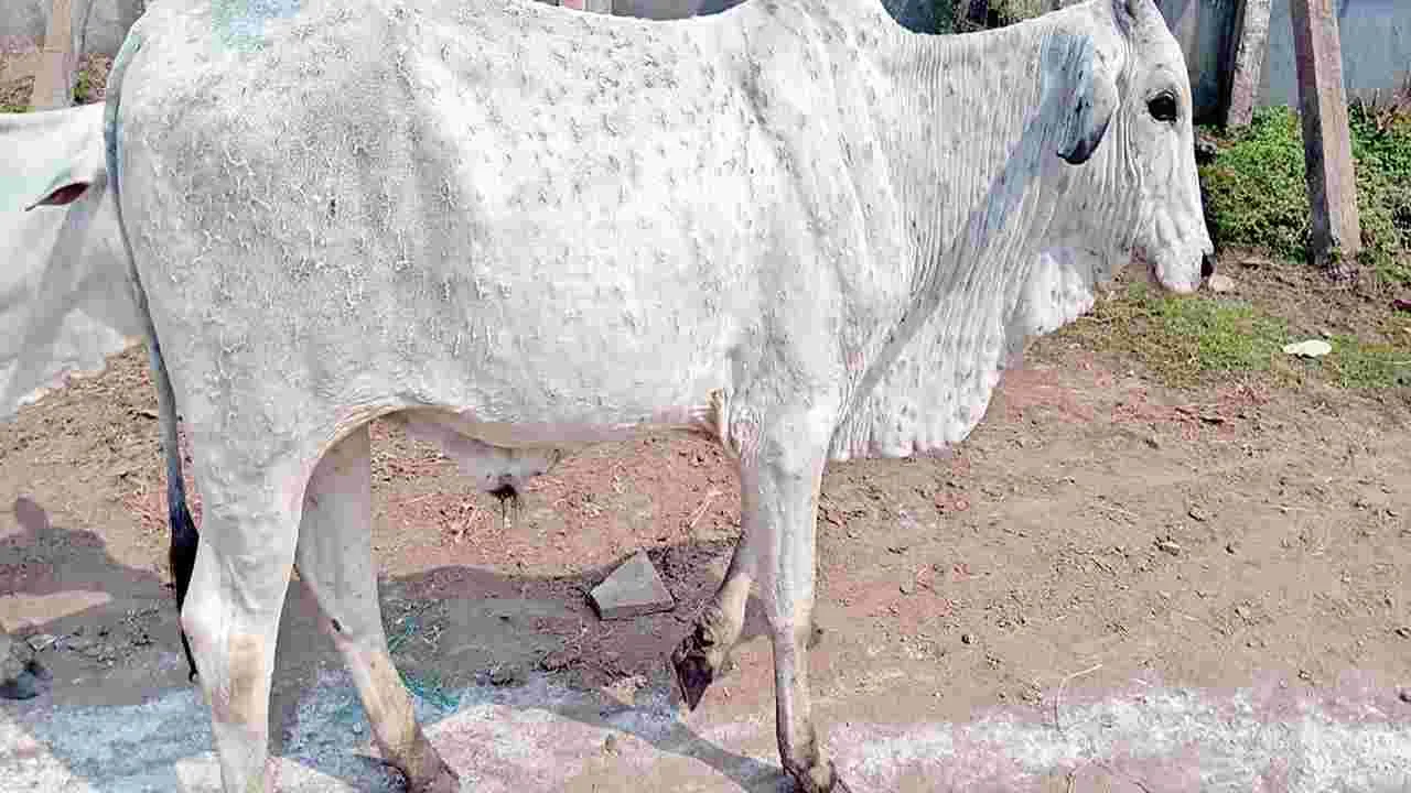 భయపెడుతున్న లంపిస్కిన్‌