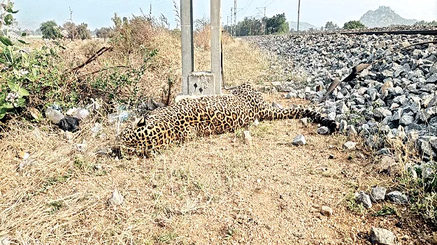 రైలు ఢీకొని చిరుత మృతి 