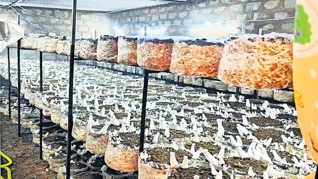 ఉద్యాన పంటలకు ఊతం