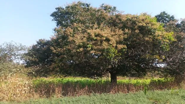 kumaram bheem asifabad- విరగపూసిన మామిడి