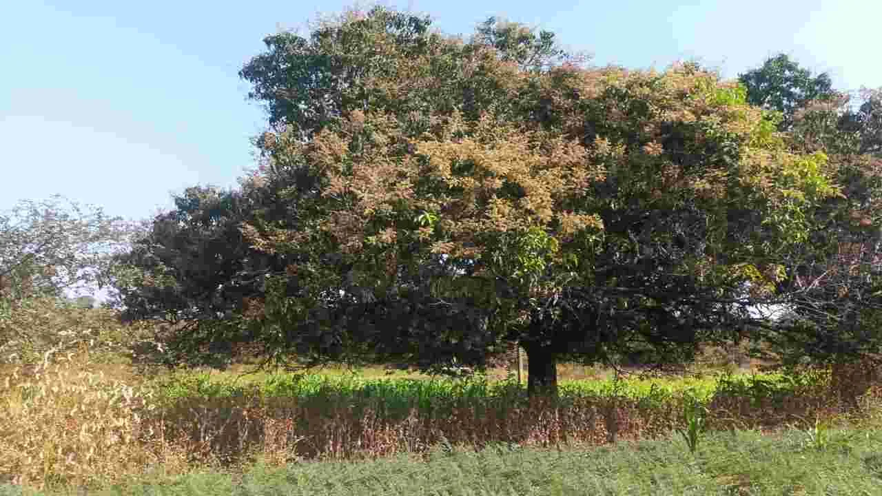 kumaram bheem asifabad- విరగపూసిన మామిడి