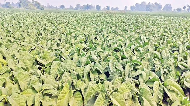 అడవులను  మింగేద్దాం..!