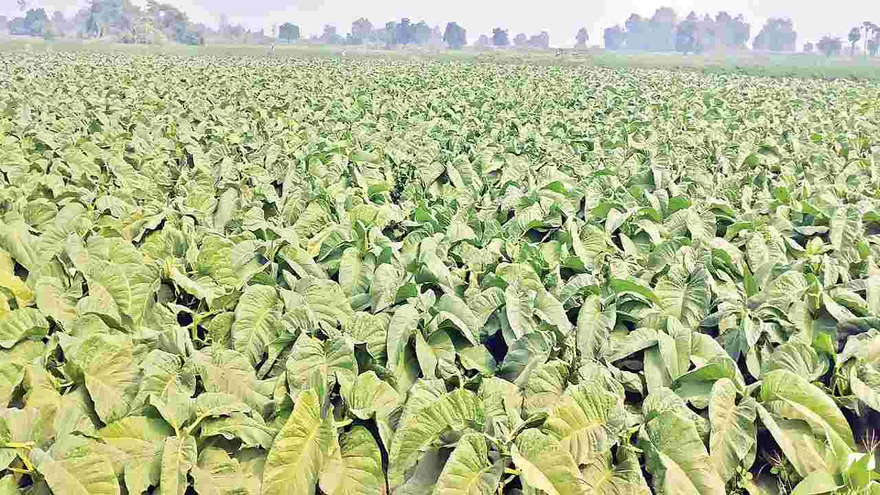 అడవులను  మింగేద్దాం..!