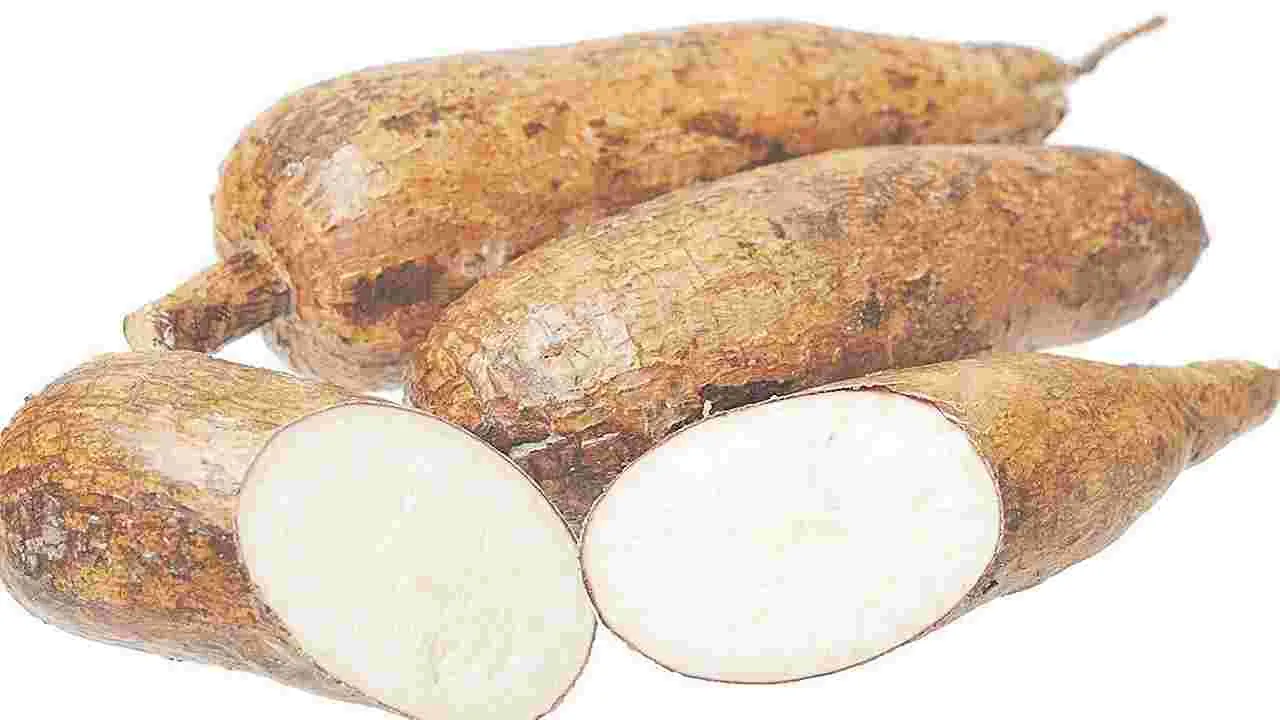 కర్ర పెండలంతో కొత్తగా..!