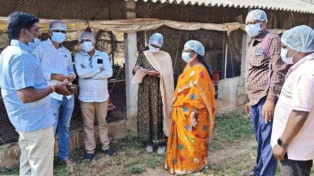 కార్వేటినగరంలో బర్డ్‌ఫ్లూ?