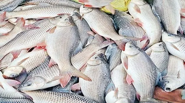 చేపల ధర పతనం