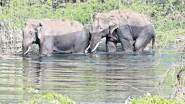 చిత్తూరు శివారు చెరువులో జంట ఏనుగుల జలకాలాట 