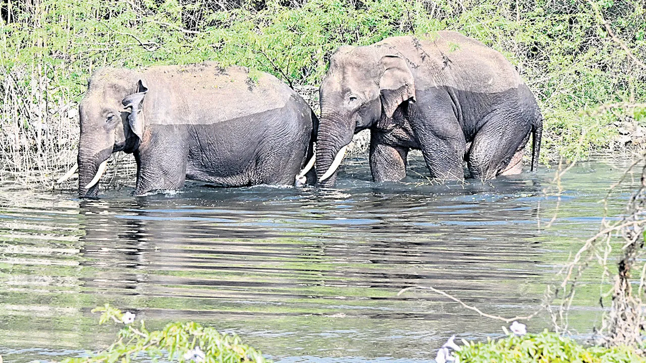 చిత్తూరు శివారు చెరువులో జంట ఏనుగుల జలకాలాట