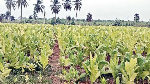 వైట్‌ బర్లీ.. నో వర్రీ!
