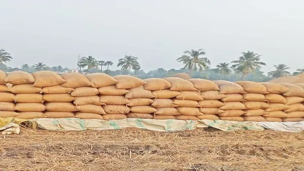 ధాన్యం.. దైన్యం!