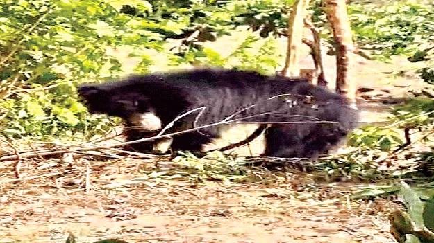 ఉద్దానంలో ఎలుగుల అలజడి