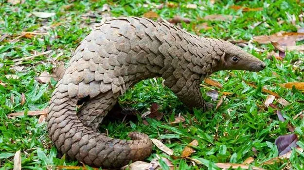 ఏపీలో భారీ ఆపరేషన్..  అలుగును విక్రయిస్తున్న నిందితుల అరెస్ట్