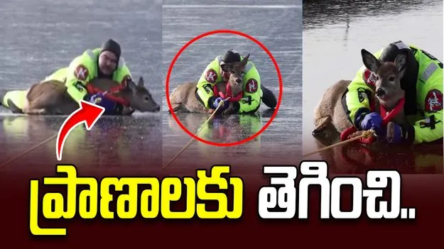 జింక కోసం ప్రాణాలను రిస్క్‌లో పెట్టేశాడు.. గడ్డ కట్టిన సరస్సుపై.. 