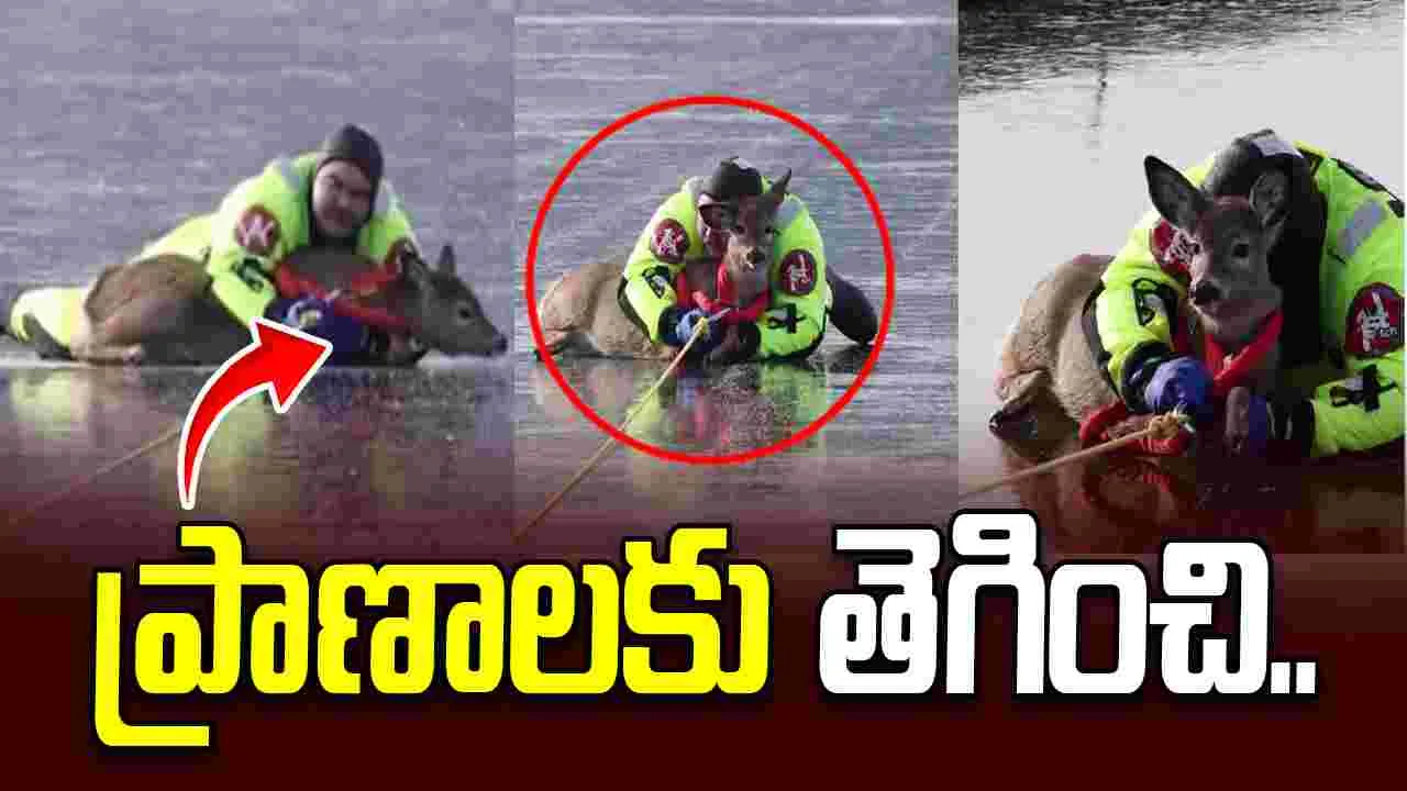 జింక కోసం ప్రాణాలను రిస్క్‌లో పెట్టేశాడు.. గడ్డ కట్టిన సరస్సుపై.. 