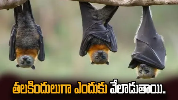 గబ్బిలాలు తలకిందులుగా ఎందుకు వేలాడతాయి.. కారణమేంటో తెలుసా? 