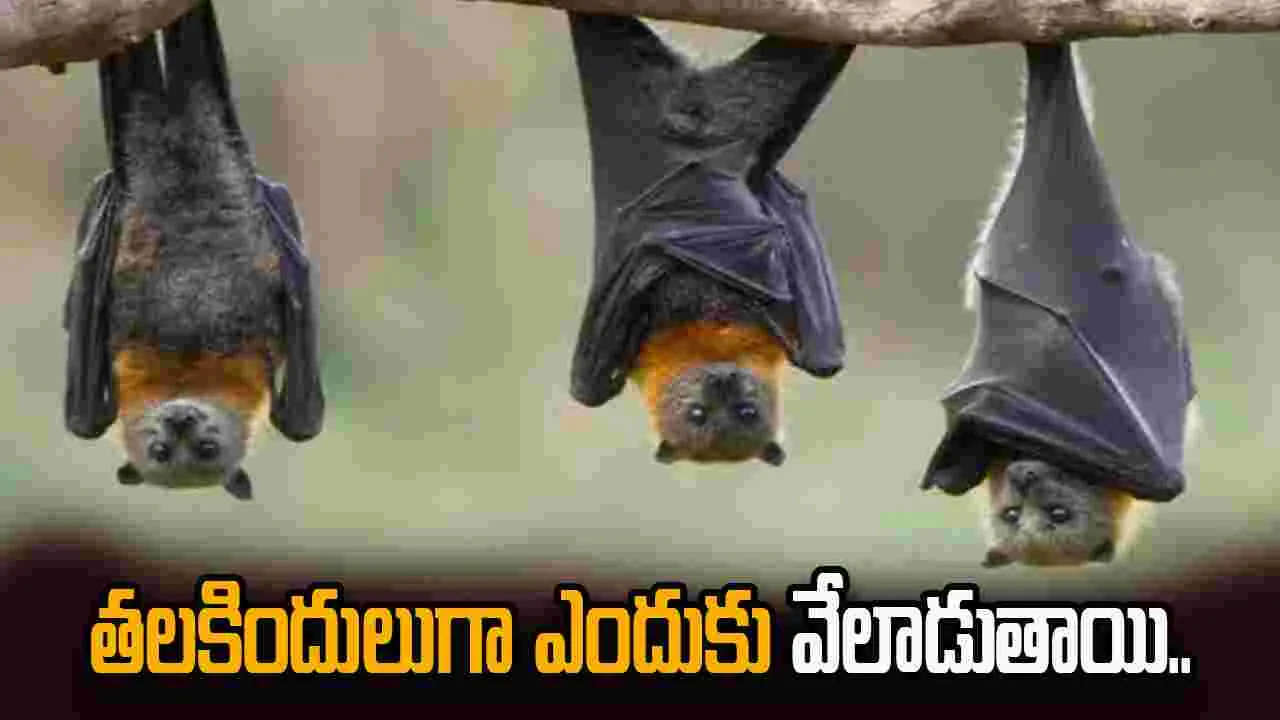 గబ్బిలాలు తలకిందులుగా ఎందుకు వేలాడతాయి.. కారణమేంటో తెలుసా? 