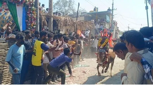 జోరుగా జల్లికట్టు