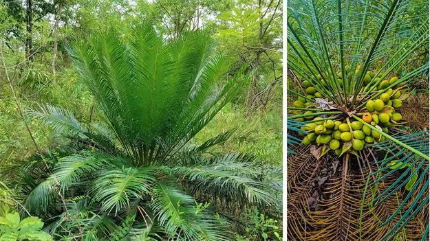 తిరుమల కొండల్లో డైనోసార్‌ కాలపు చెట్టు