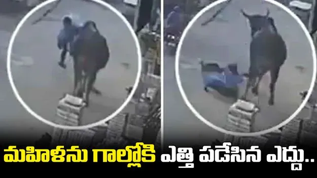 Disturbing CCTV Footage: నడి రోడ్డుపై దారుణం.. మహిళను గాల్లోకి ఎత్తి పడేసిన ఎద్దు..