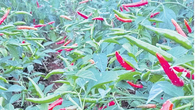 మురిపిస్తున్న మిర్చి 