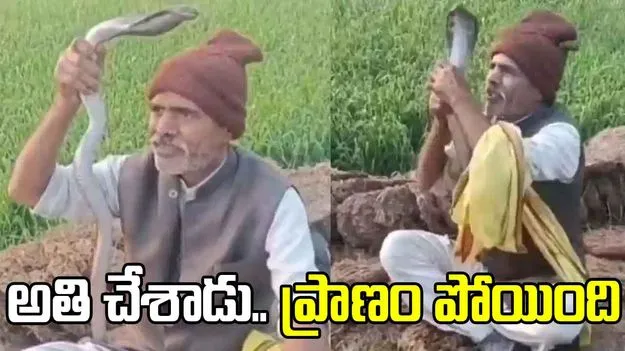 Cobra Viral Video: నాగు పాముతో అతి చేశాడు.. ప్రాణాలు పోయాయ్..