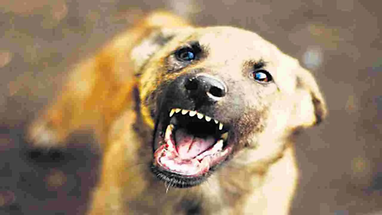 కుక్కలకు మాత్రమే!