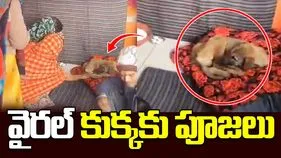 Devotees Worship Viral Dog: కుక్కను దైవంలా పూజిస్తున్న భక్తులు.. పునర్జన్మ ఎత్తిందంటూ.. 