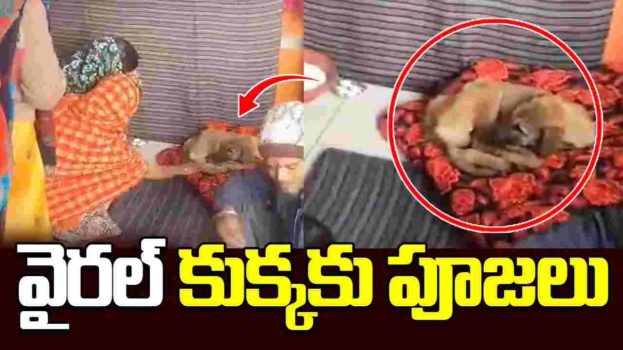 Devotees Worship Viral Dog: కుక్కను దైవంలా పూజిస్తున్న భక్తులు.. పునర్జన్మ ఎత్తిందంటూ.. 