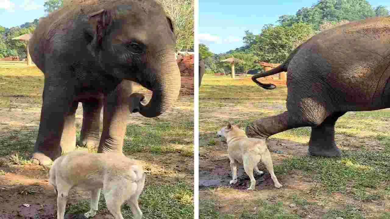 ఏనుగును చూసి మొరిగిన కుక్క.. తర్వాత ఏం జరిగిందో చూడండి.. 